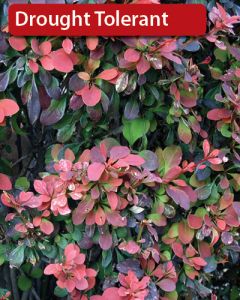 Berberis, Japanese Barberry 'First Editions® Cabernet®'