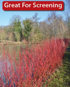 Cornus, Red Twig Dogwood 'Cardinal'