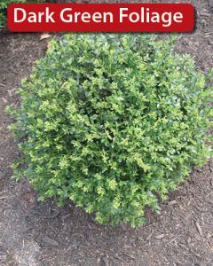 Buxus, Boxwood 'Chicagoland Green®'