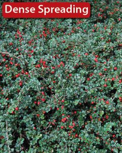 Cotoneaster, Cranberry Cotoneaster