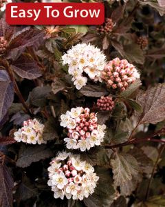 Physocarpus, Ninebark 'Diabolo®'