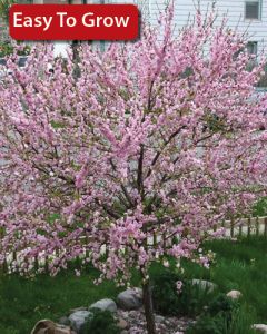 Prunus, Flowering Almond 'Pink'