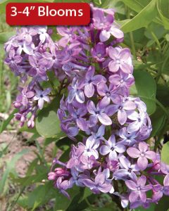 Syringa, Common Lilac 'Prairie Petite'