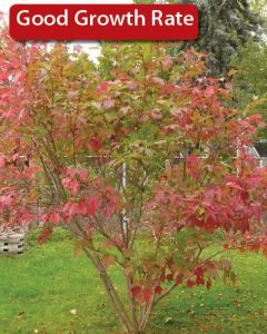 Viburnum, American Cranberrybush 'Redwing®'