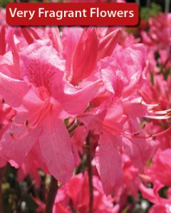 Rhododendron, Azalea 'Rosy Lights'