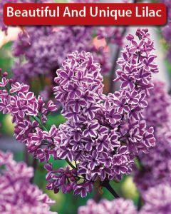 Syringa, Common Lilac 'Sensation'