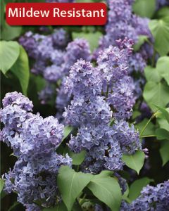 Syringa, Common Lilac 'Wedgewood Blue'