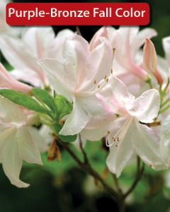 Rhododendron, Azalea 'White Lights'