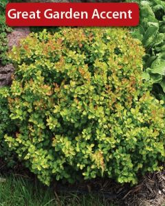 Berberis, Japanese Barberry 'First Editions® Limoncello™'
