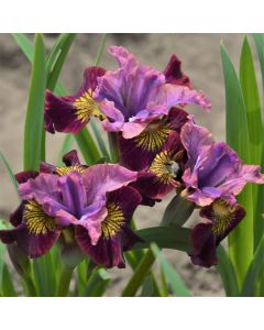Iris, Siberian Peacock Butterfly™ 'Miss Apple'