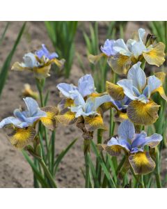 Iris, Siberian Peacock Butterfly™ 'Uncorked'