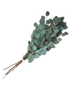 Eucalyptus 'Silver Dollar' Aqua