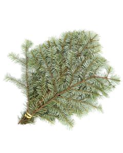 Fir 'Silver Fir'