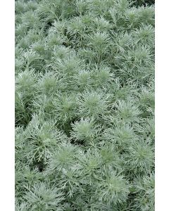 Artemisia, Wormwood 'Silver Mound'