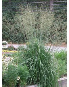 Molinia, Moor Grass 'Skyracer'