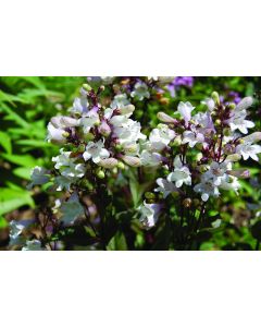 Penstemon, Smooth Penstemon 'Minnesota Native'