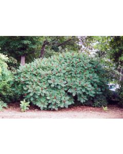 Rhus, Smooth Sumac