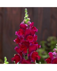 Antirrhinum, Snapdragon Candy Tops 'Red'