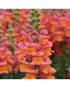 Antirrhinum, Snapdragon Dwarf 'Orange'