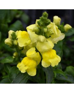 Antirrhinum, Snapdragon Candy Tops 'Yellow'