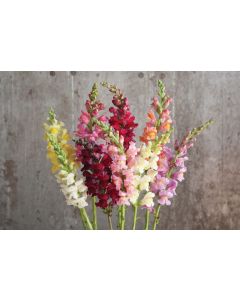 Antirrhinum, Snapdragon Rocket Mix