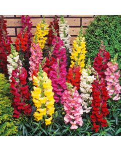 Snapdragon Liberty Classics Tall Mix