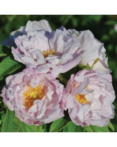 Rosa, Shrub Rose 'Snow Pavement'