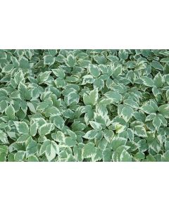 Aegopodium, Snow on the Mountain 'Variegated'