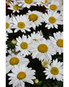 Leucanthemum, Shasta Daisy 'Snowcap'