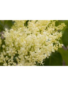 Syringa, Japanese Lilac Tree 'First Editions® Snowdance™'