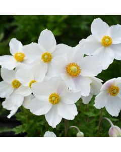 Anemone, Snowdrop Anemone
