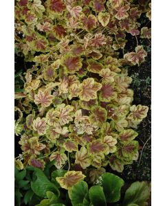 Heucherella, Foamy Bells 'Solar Eclipse'