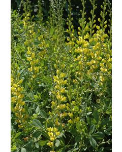 Baptisia, Hybrid False Indigo 'Solar Flare Prairieblues™'