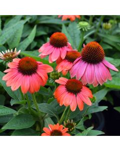 Echinacea, Coneflower 'Sombrero® Hot Coral'