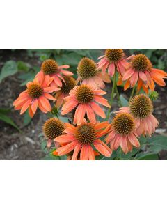 Echinacea, Coneflower 'Sombrero® Adobe Orange'