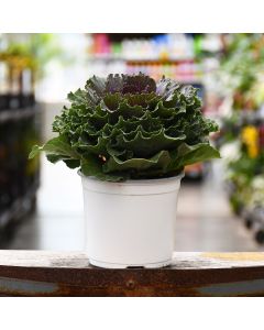 5.25"" Pot