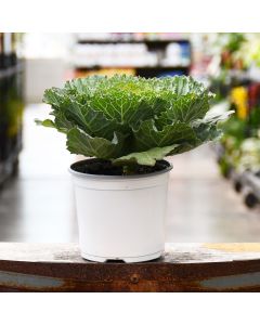 5.25"" Pot