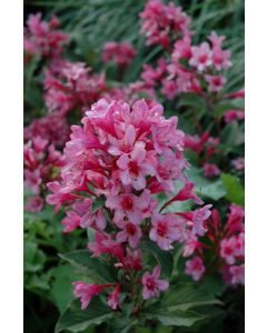 Weigela, Green Foliage 'Sonic Bloom® Pink'