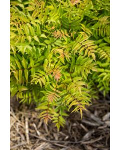 Sorbaria, Ash Leaf Spirea 'First Editions® Matcha Ball®'