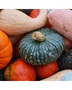Pumpkins, Specialty (Assorted)