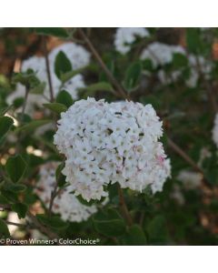 Viburnum, Carlesii 'Spice Baby™'