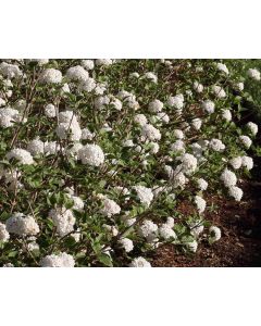 Viburnum, Carlesii 'Spice Baby™'