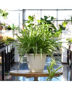 Chlorophytum Comosum, Spider Plant 'Variegatum'