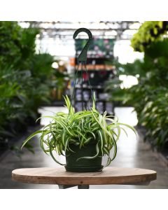 6"" Hanging Basket