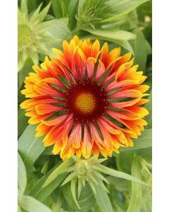 Gaillardia, Blanket Flower 'Spintop™ Copper Sun'