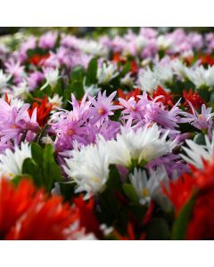 Rhipsalidopsis Gaertneri 'Spring Cactus'