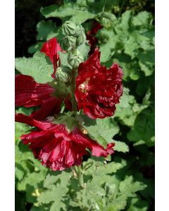 Alcea, Compact Hollyhock 'Spring Celebrities™ Crimson'