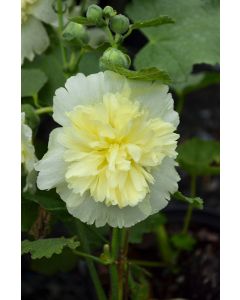 Alcea, Compact Hollyhock 'Spring Celebrities™ Lemon'