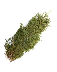 Spruce Tips Bundle of 10