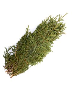 Spruce Tips for Window Box, Bundle of 5